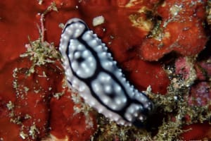 Phyllidiella annulata