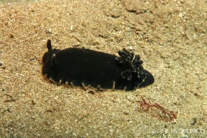 Dendrodoris arborescens