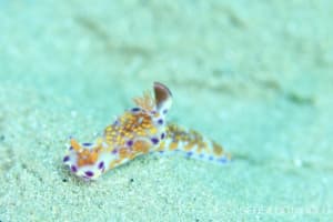 ニシキウミウシ Ceratosoma trilobatum