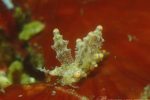 ツノトゲホリミノウミウシ Eubranchus rubropunctatus