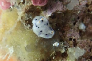 ウスイロウミウシ Hypselodoris placida