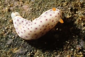 モンコウミウシ Chromodoris aspersa