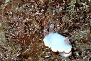 ミナミシラヒメウミウシ Goniobranchus verrieri