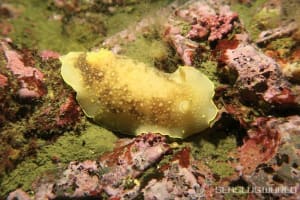 カドリナウミウシ Cadlina japonica