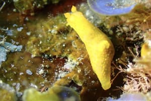 キヌハダモドキ Gymnodoris citrina