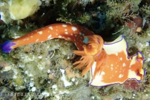 Ceratosoma bicolor