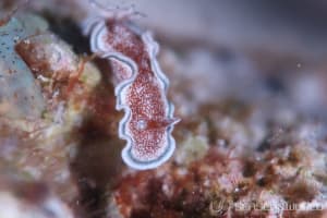 Glossodoris hikuerensis