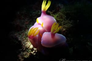 Hypselodoris apolegma