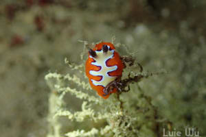 フジナミウミウシ Goniobranchus fidelis