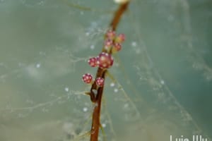 マツカサウミウシ属の一種 4