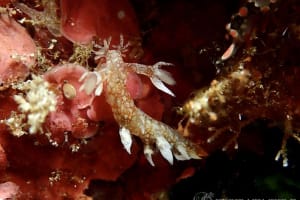 ヤマトユビウミウシ Bornella hermanni