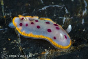 Goniobranchus tumuliferus