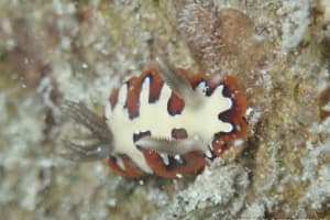 フジナミウミウシ Goniobranchus fidelis