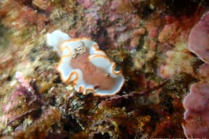 Glossodoris rufomarginata