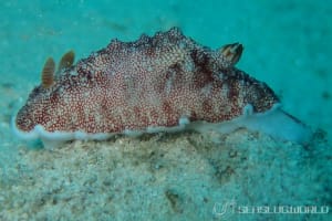 チリメンウミウシ Goniobranchus reticulatus