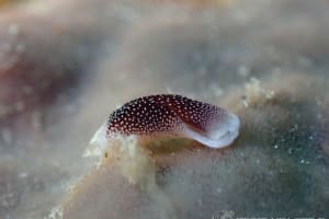 コナユキツバメガイ Chelidonura amoena