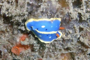 アオウミウシ Hypselodoris festiva