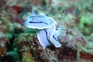 Chromodoris willani