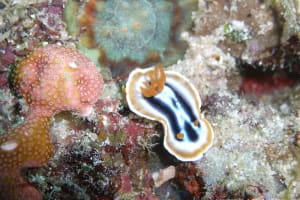 シライトウミウシ Chromodoris magnifica