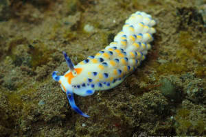 Cerberilla sp. 2