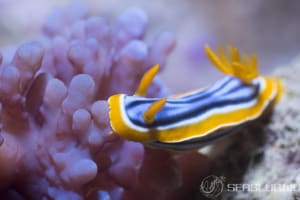 Chromodoris elisabethina