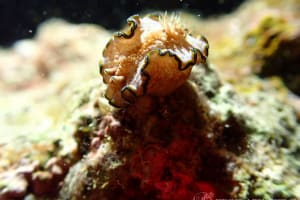 Glossodoris cf. cincta