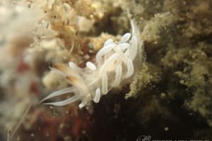 セラトドーリス・テヌイフィブラータ Ceratodoris tenuifibrata