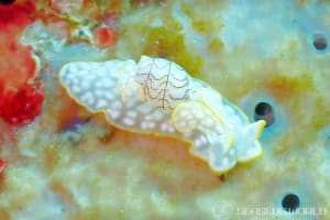 チャシボリガイ Micromelo undatus