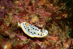 シロウミウシ Chromodoris orientalis