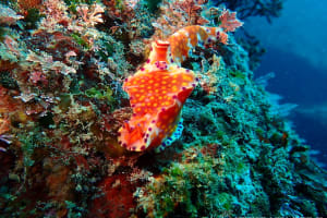 Ceratosoma trilobatum