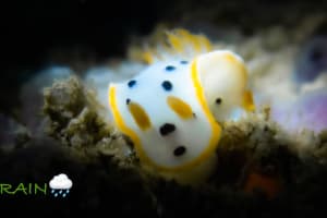 シロウミウシ Chromodoris orientalis