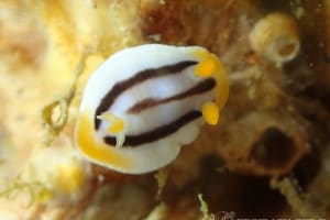 Chromodoris colemani