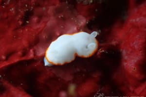 ボンボリイロウミウシ Goniobranchus albonares