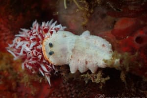 サギリオトメウミウシ Dermatobranchus semistriatus