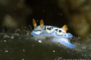 リュウモンイロウミウシ Hypselodoris maritima