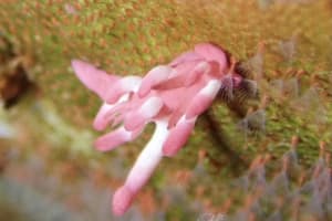 ミナミヒロウミウシ Ceratodoris nakamotoensis