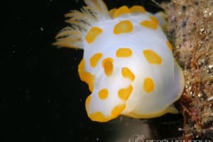 キイボキヌハダウミウシ Gymnodoris impudica