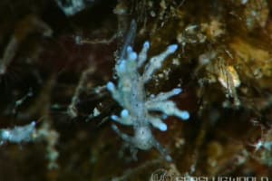 ホシアカリミノウミウシ Eubranchus sp. 5