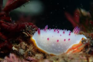 クリヤイロウミウシ Mexichromis mariei