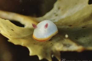 ミナミシラヒメウミウシ Goniobranchus verrieri