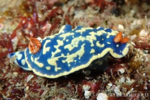 アオウミウシ Hypselodoris festiva