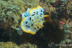 シロウミウシ Chromodoris orientalis