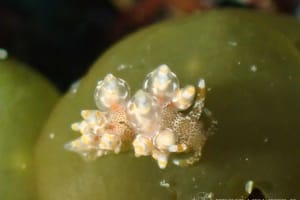 Eubranchus cf. leopoldoi