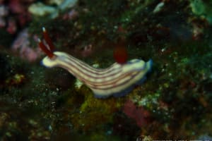 クチナシイロウミウシ Hypselodoris whitei