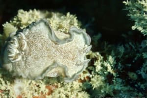 タヌキイロウミウシ Glossodoris hikuerensis