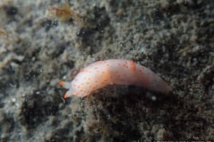 アカボシウミウシ Gymnodoris alba