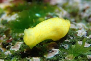 キヌハダモドキ Gymnodoris citrina