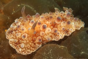 マンリョウウミウシ Carminodoris armata