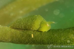 ヒラミルミドリガイ Elysia trisinuata