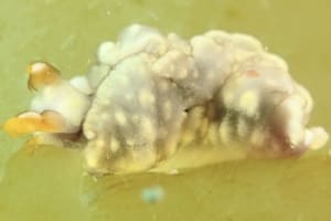 スイートジェリーミドリガイ Thuridilla albopustulosa